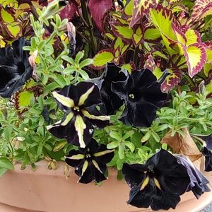 Everlane Jeans Quick List